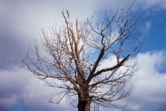 holga-3